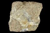 Unidentified, Partial Dinosaur - Aguja Formation, Texas #116724-1